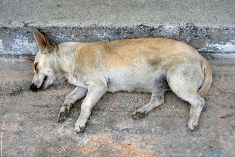 sleeping dog