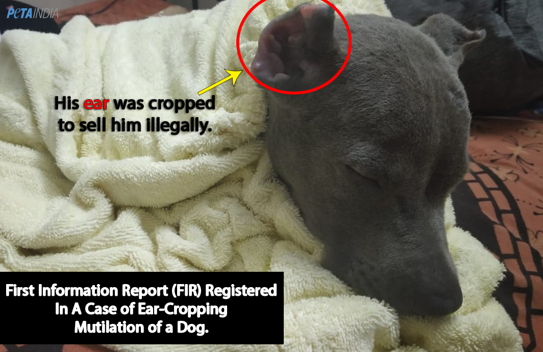 First-Ever FIR Registered in a Case of Ear-Cropping Mutilation of a Dog -  Blog - PETA India