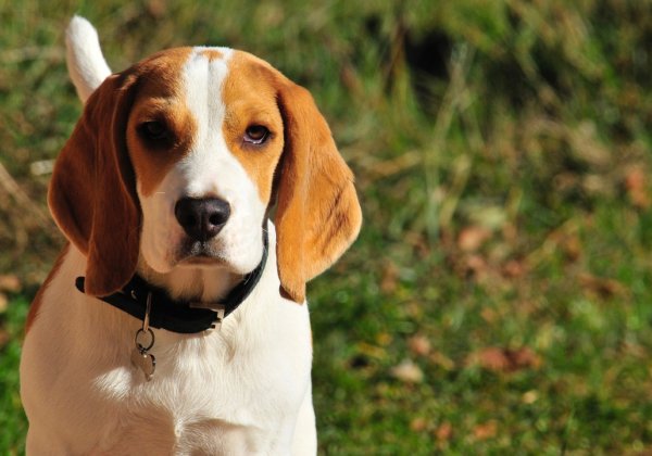 PETA अमेरिका के खरगोश की पहल पर EPA द्वारा जीवों पर किए जा रहे प्रयोगों को बंद करने की शुरुवात कैसे हुई