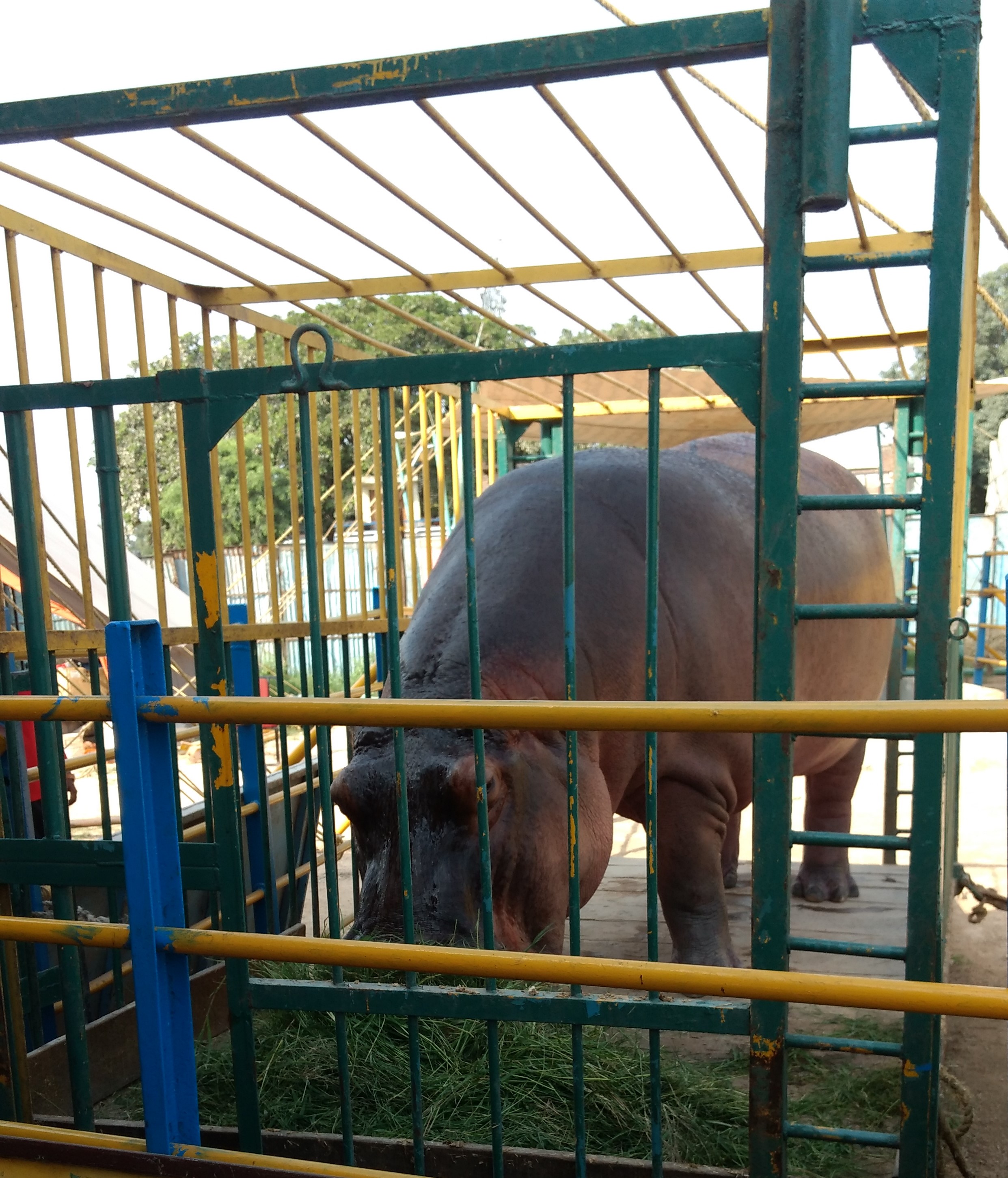 hippo at asiad circus photo 