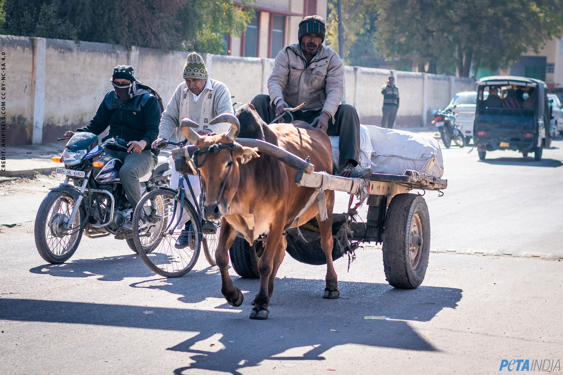 PETA India Calls For Ban on All AnimalDrawn Carts Because of Pollution
