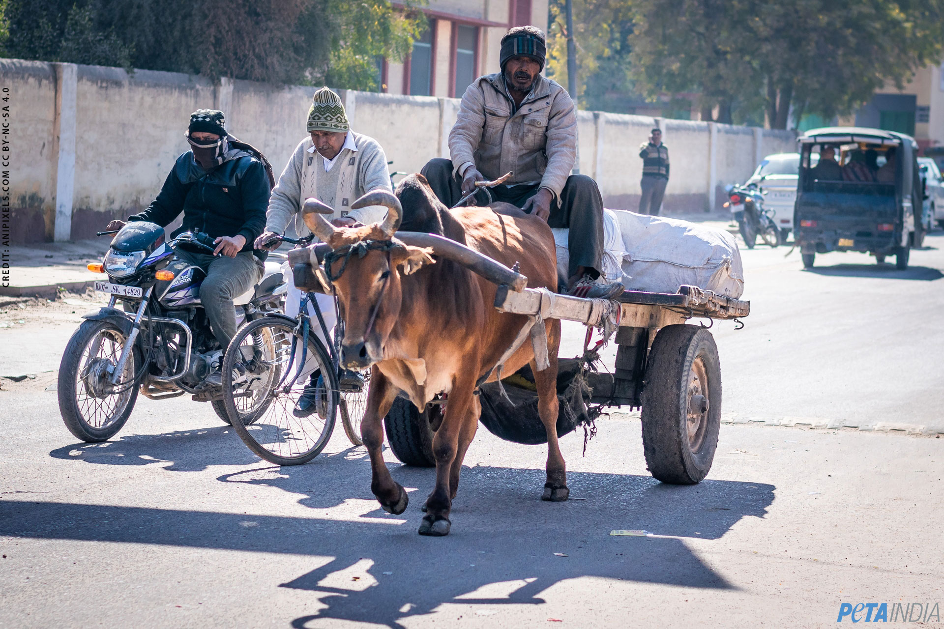 PETA India Calls For Ban on All Animal-Drawn Carts Because of Pollution  Crisis - Blog - PETA India