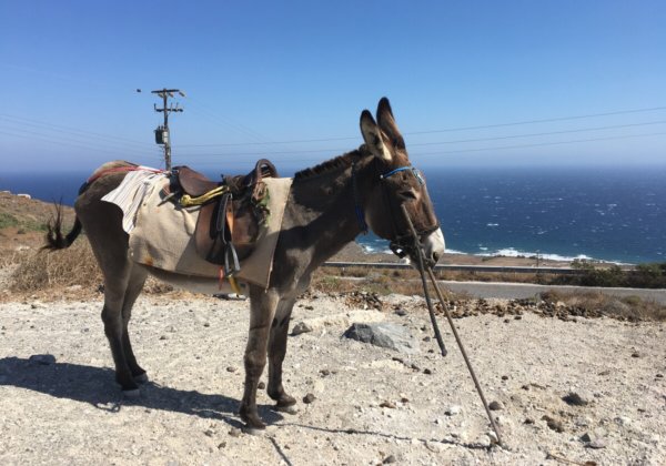 Donkey and Mule Abuse on Santorini Continues: Take Action Now!