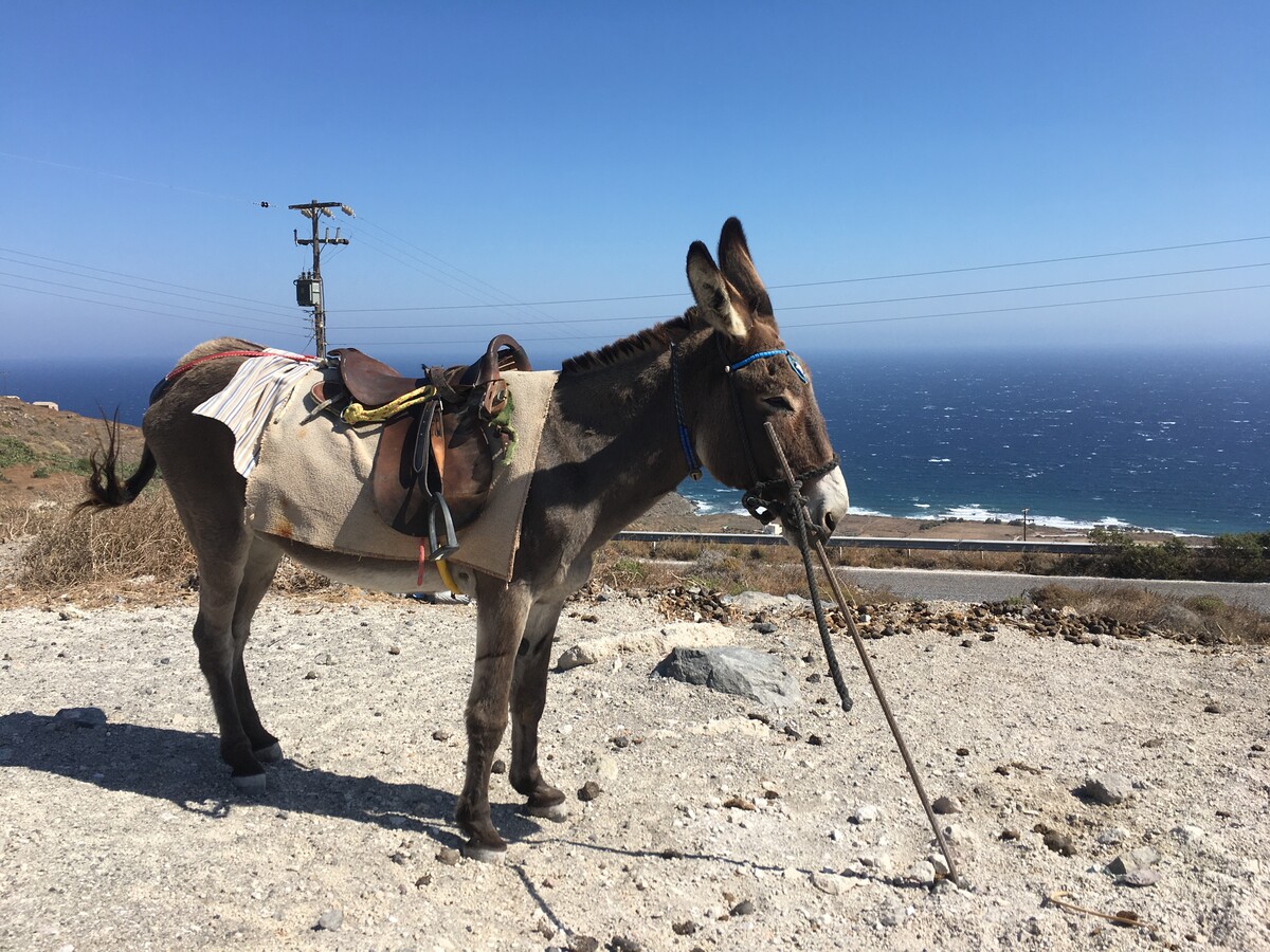 Donkey and Mule Abuse on Santorini Continues: Take Action Now!