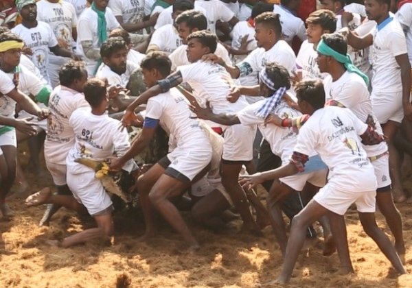 New Investigation Reaffirms That Jallikattu Must Be Banned