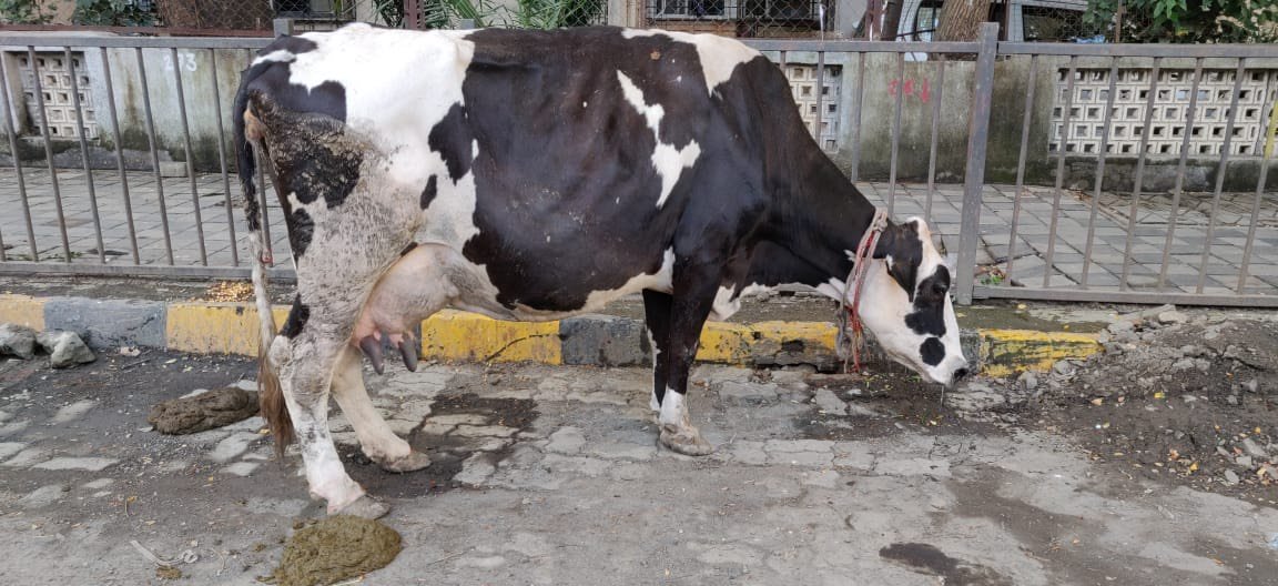 PETA India Won the Custody of Rani, a Rescued Cow - Blog - PETA India