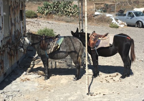 Donkeys-in-Santorini-2019-New-Germany-Investigation-Photos