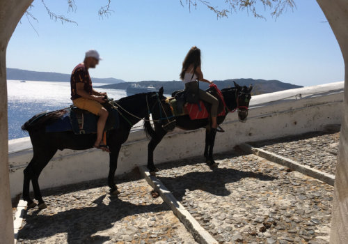 Donkeys in Santorini - New PETA Germany Investigation 2019