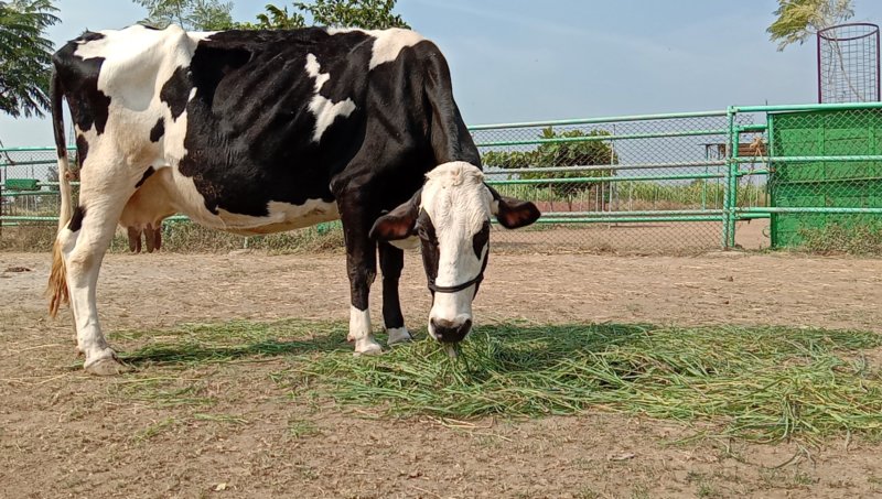 Rescued cow - Rani photos at Animal Rahat Sanctuary