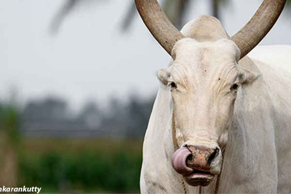 PETA इंडिया की शिकायत के बाद पलक्कड़ में अवैध बैलगाड़ी दौड़ के लिए छह लोगों पर मामला दर्ज किया गया