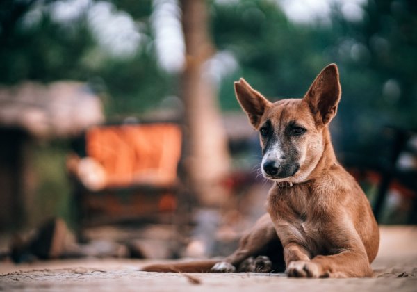 दिल्ली का प्रदूषण पशुओं के लिए भी खतरनाक है- PETA इंडिया की ओर से बचाव हेतु कुछ जरूरी सुझाव