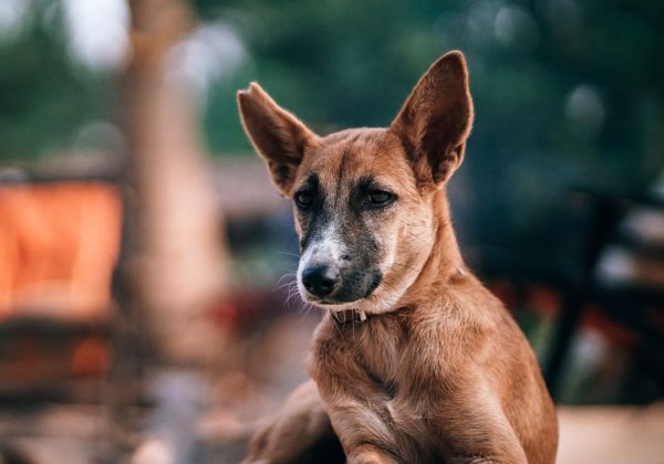 Delhi’s Air Pollution Is Hazardous for Animals, Too! PETA India Issues Urgent Advisory