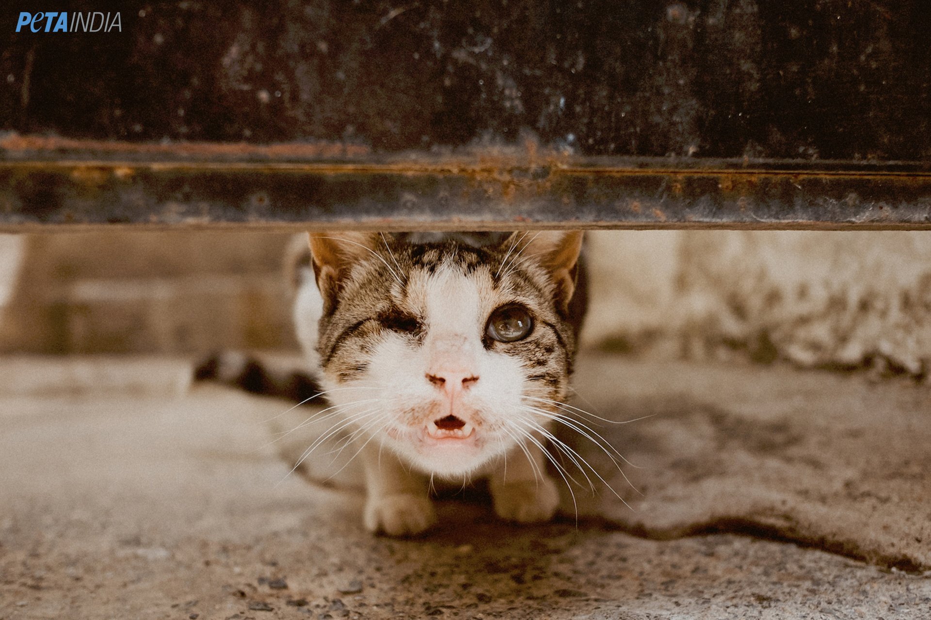 Delhi's Air Pollution Is Hazardous for Animals, Too! PETA India Issues Urgent Advisory - Blog - PETA India Delhi's Air Pollution Is Hazardous for Animals, Too! PETA India Issues Urgent Advisory - Blog - PETA India