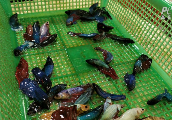 PETA Asia Reveals Horrors in the Global Betta Fish Trade