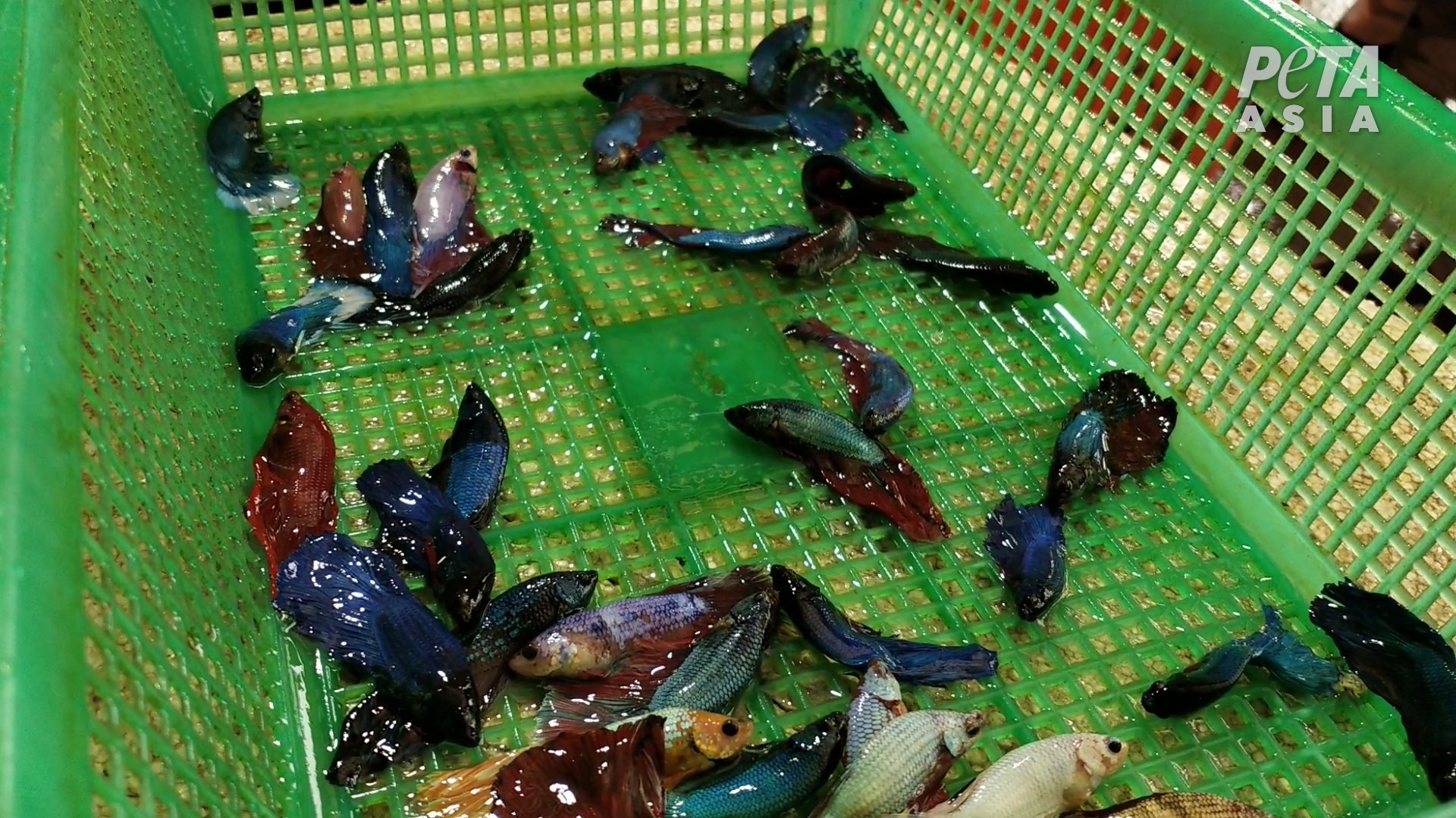 PETA Asia Reveals Horrors in the Global Betta Fish Trade - Living - PETA  India