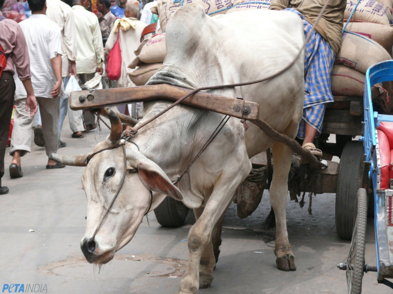 Working animals air pollution crisis