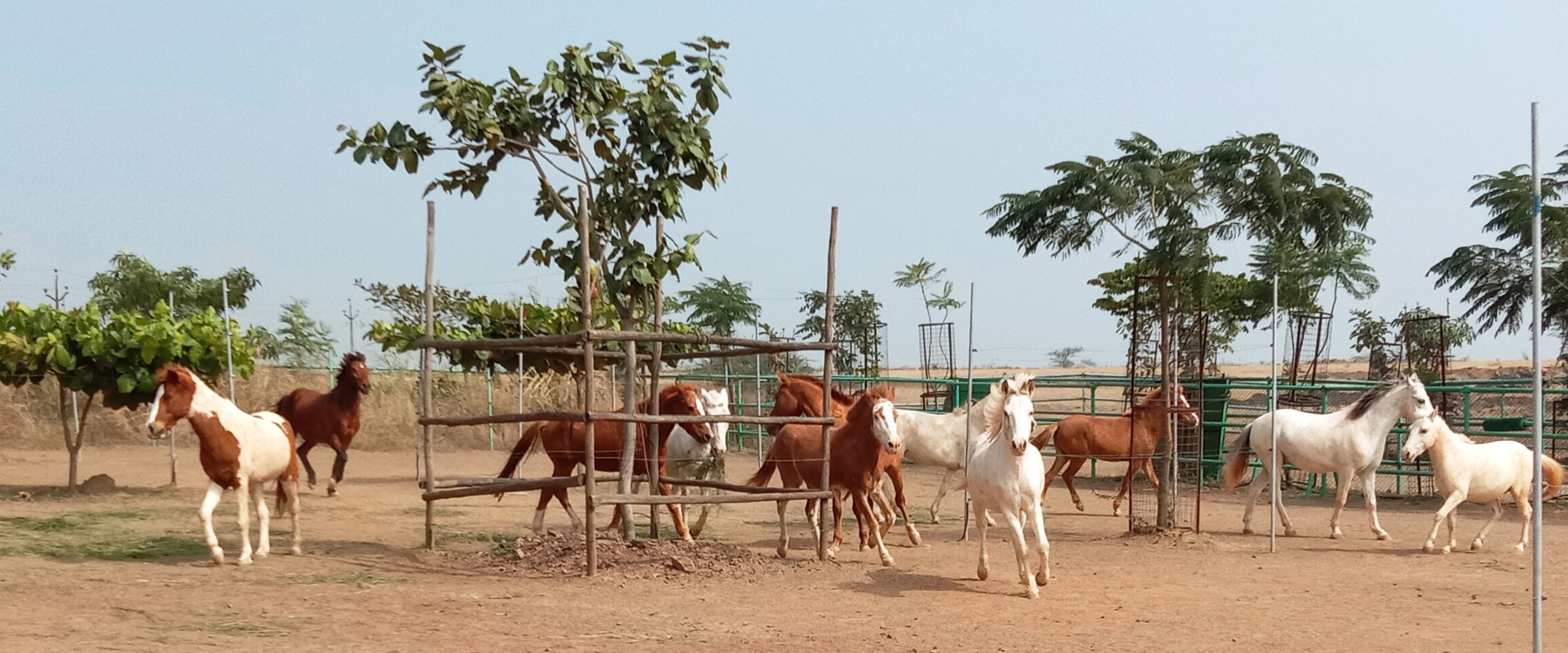 17 rescued horses from joyrides - Photo by Rahat