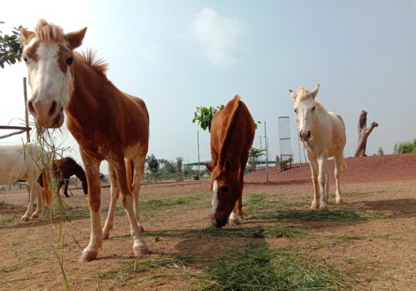 Peta India Indias Animal Rights Organisation Peta India