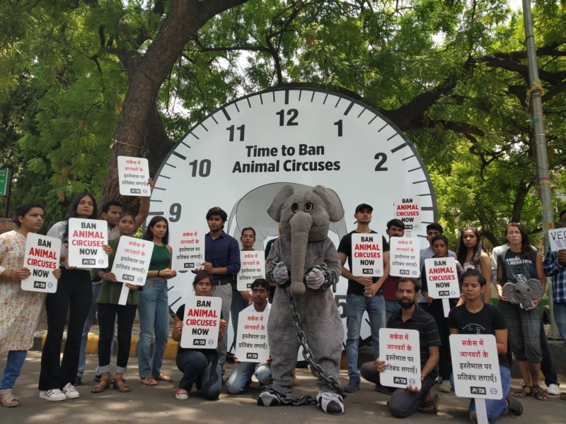 The Clock Is Ticking on Cruel Circuses