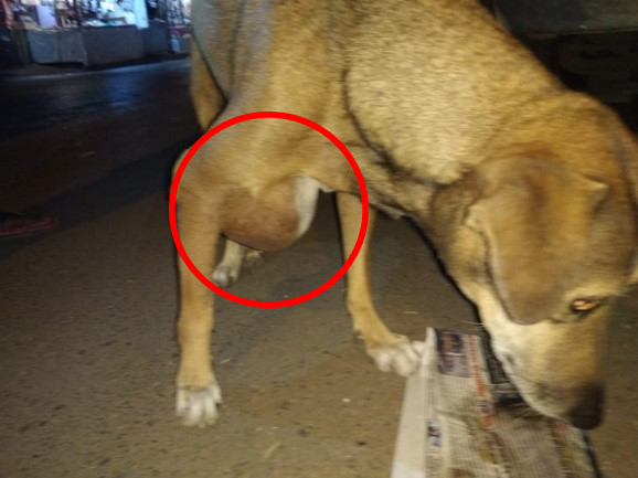 dog had abscess - top emergency response team rescue