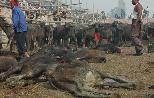 नेपाल के पशु नरसंहार को समाप्त करने में मदद करें