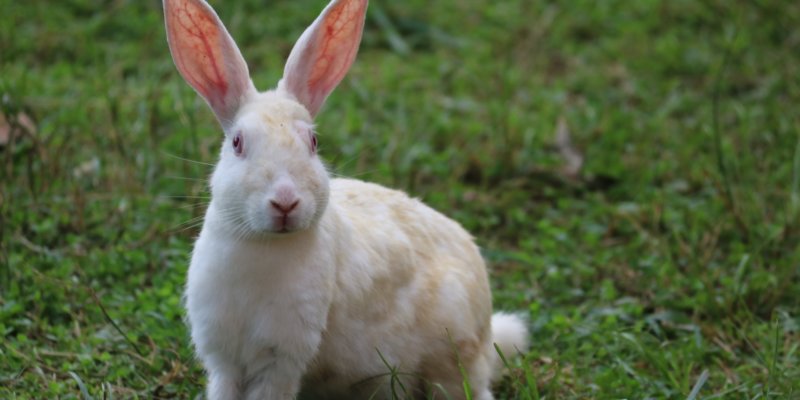 white rabbit photo from pixabay