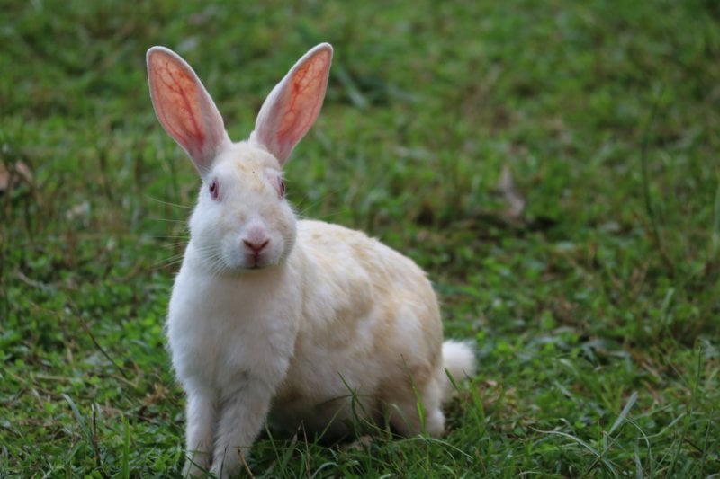 white rabbit photo from pixabay