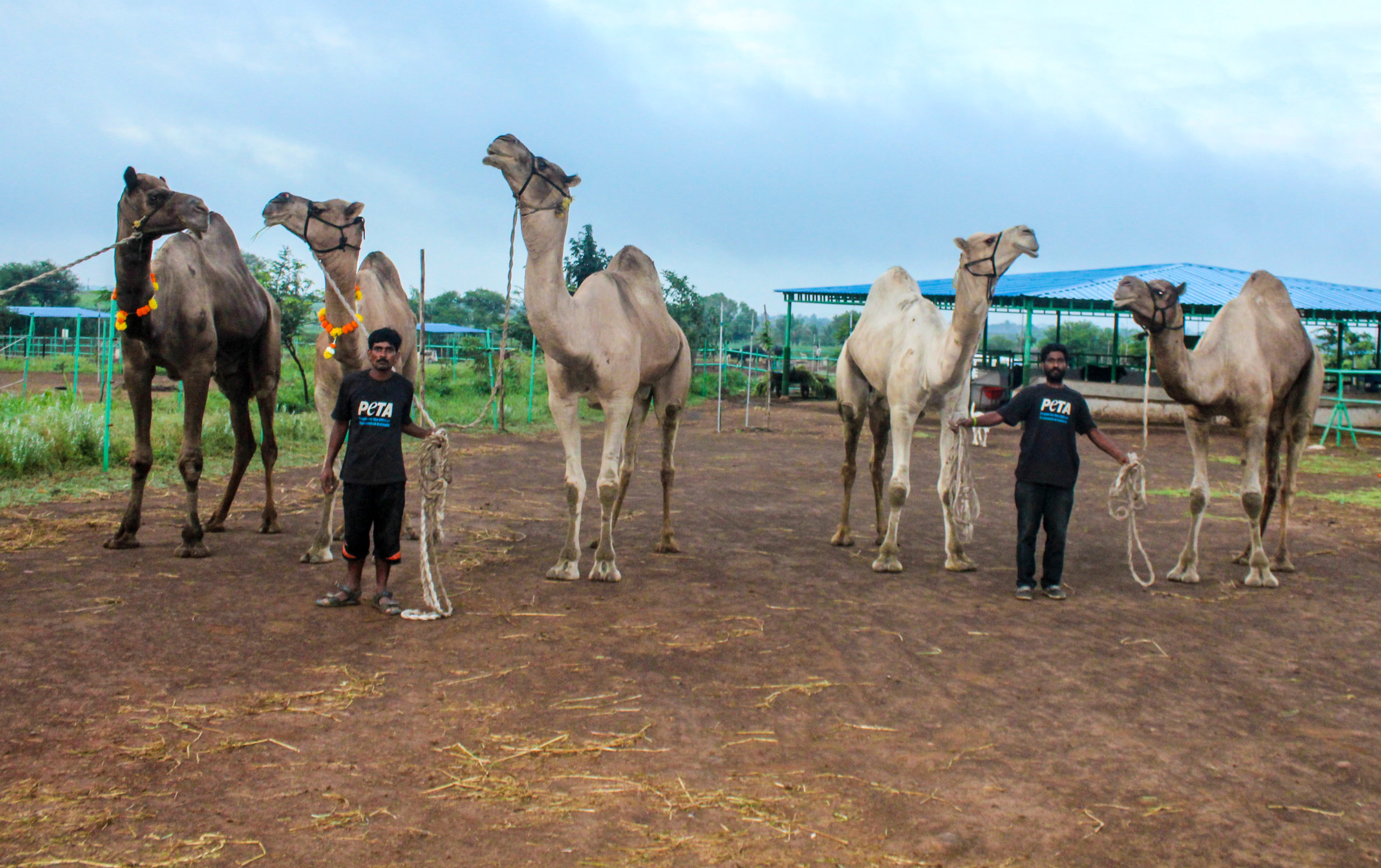 rescued camels from Varanasi