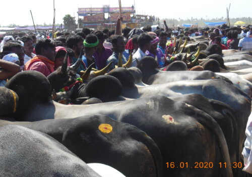 jallikattu 2020 photo - no shade in queue