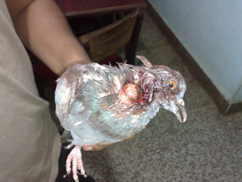 Manja kills birds - Ahemdabad bans deadly kite-flying strings 01