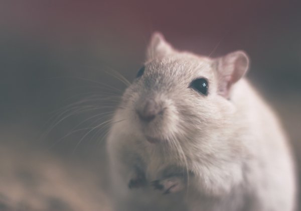 जीत: बड़ी दवा निर्माता कंपनी Bristol-Myers Squibb (ब्रिस्टल-मायर्स स्कब) ने जबरन तैराकी परीक्षणों पर रोक लगाई