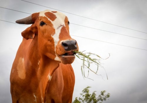 Cow image used for 20th anniversary web feature