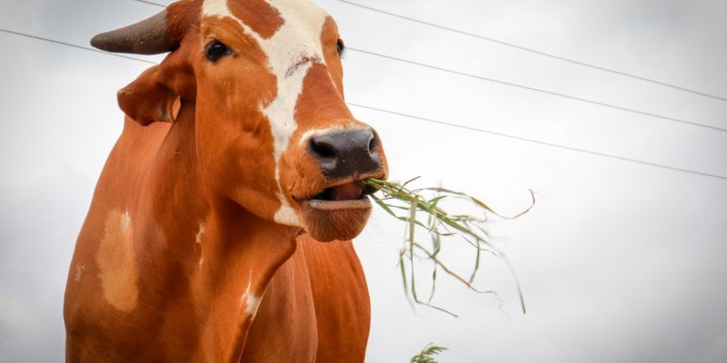 What Is Wrong With Milk ?