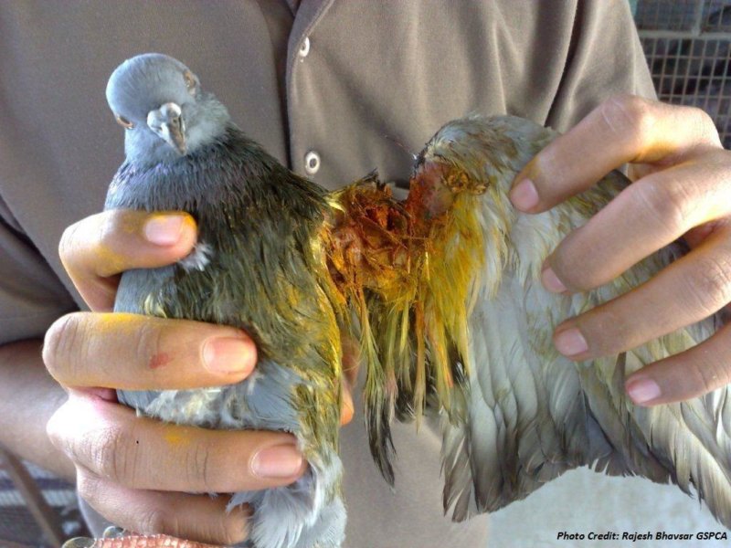 Manja kills birds - Ahemdabad bans deadly kite-flying strings 02