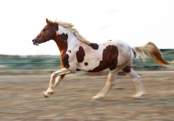 PETA इंटरनेशनल साइंस कंसोर्टियम लिमिटेड, बिना घोड़ों को कष्ठ दिये दवाओं के निर्माण हेतु वैज्ञानिक शोध को वित्तीय सहायता देगा