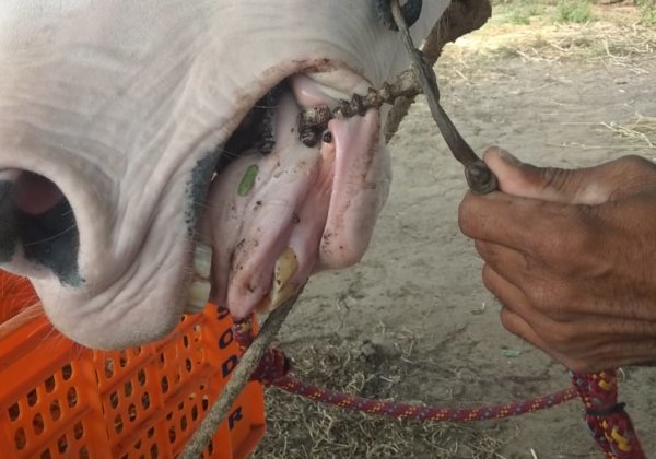 PETA इंडिया की अपील के बाद नागालैंड सरकार ने घोड़ों को नियंत्रित करने वाली मुंह की क्रूर काँटेदार लगामों के उत्पादन और बिक्री पर रोक लगाई