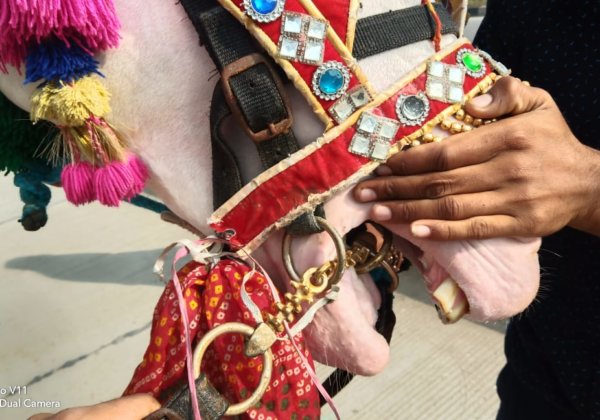 Meghalaya Government Acts to Prohibit Manufacture, Sale, and Trade of Illegal Spiked Bits Used to Harm Horses Following PETA India’s Appeal