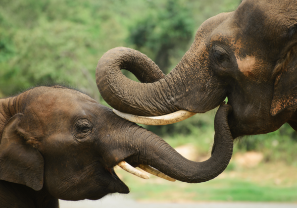 John Abraham, R Balki, Daggubati Suresh Babu, Farah Khan, Dia Mirza, Nikkhil Advani, Pooja Bhatt, and Other Filmmakers Sign PETA India’s Elephant Freedom Pledge for Elephant-Safe Content