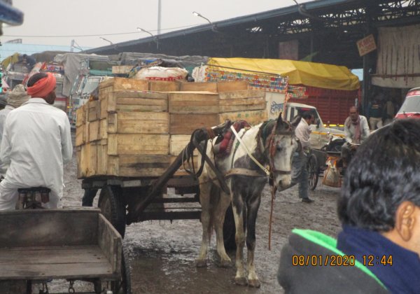 PETA इंडिया ने दिल्ली उच्च न्यायालय में याचिका दायर कर दिल्ली में घोड़ागाड़ियों पर लगे प्रतिबंद को सख्ती से लागू करवाने की मांग की
