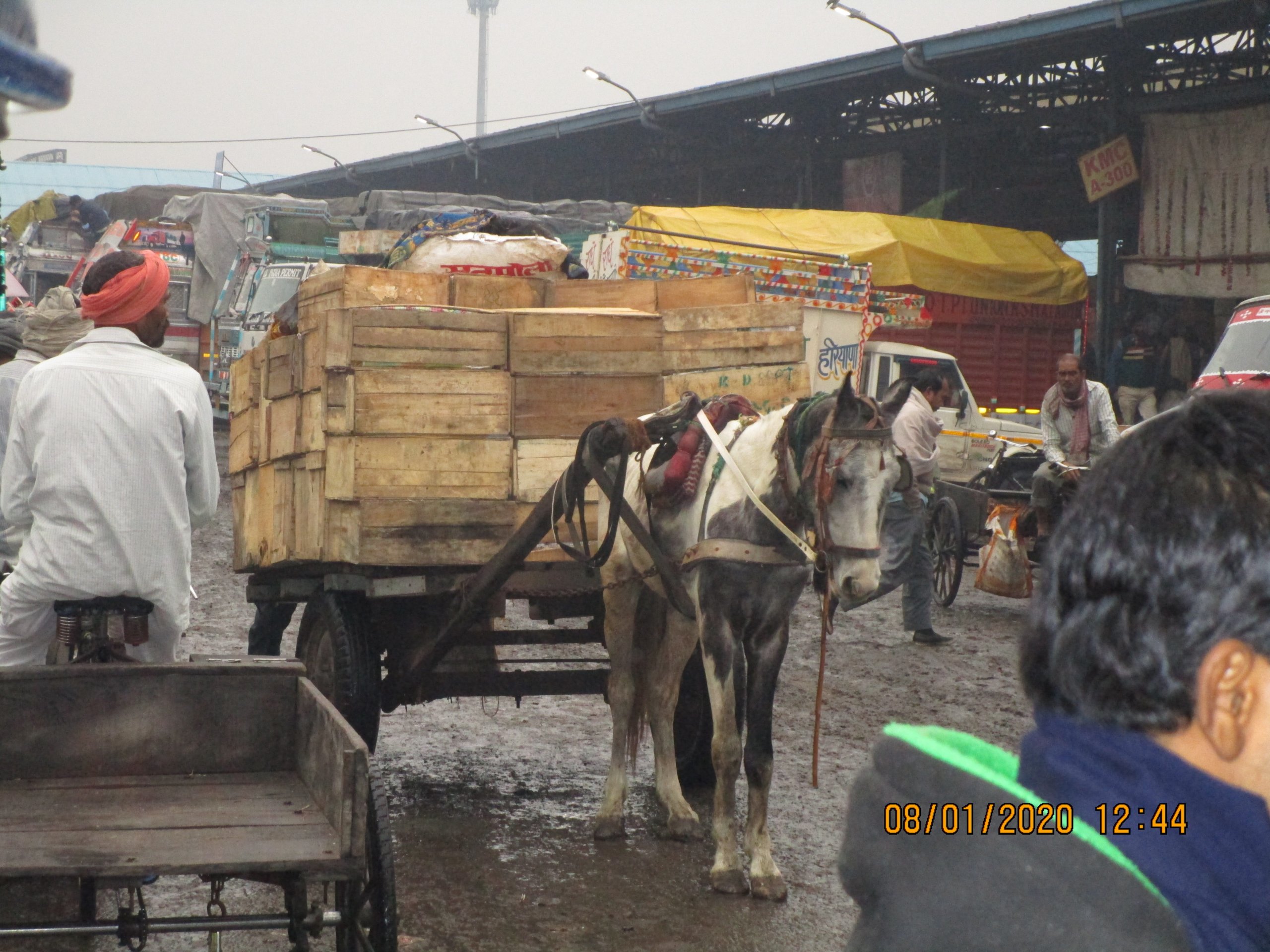 Horse Tongas in Delhi Photo