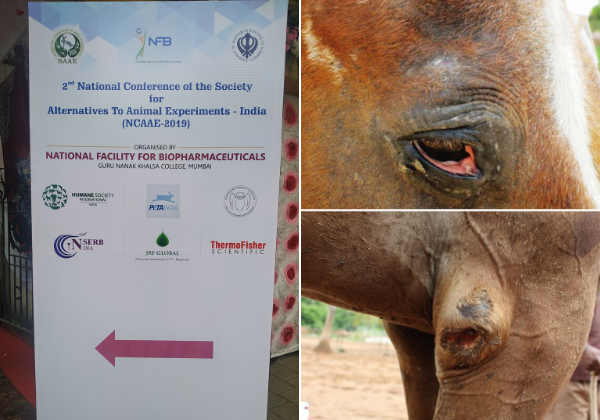 पशुओं पर प्रयोग करने के खिलाफ चल रहे अभियान की कमान PETA इंडिया को