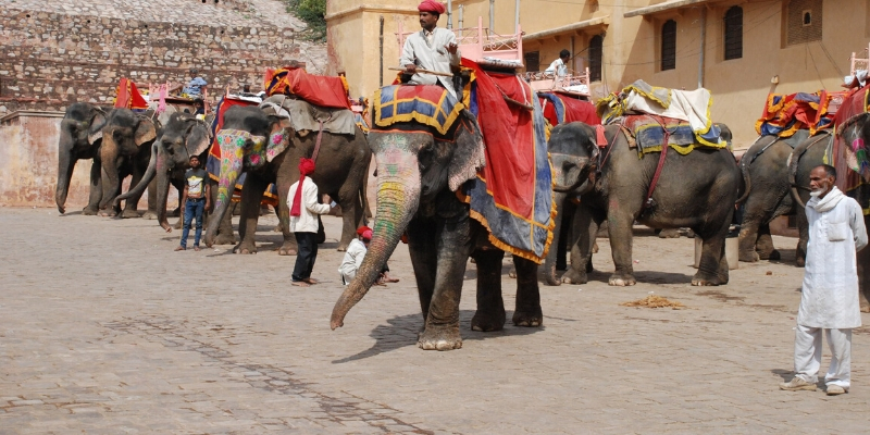 Elephant rides in Jaipur photo
