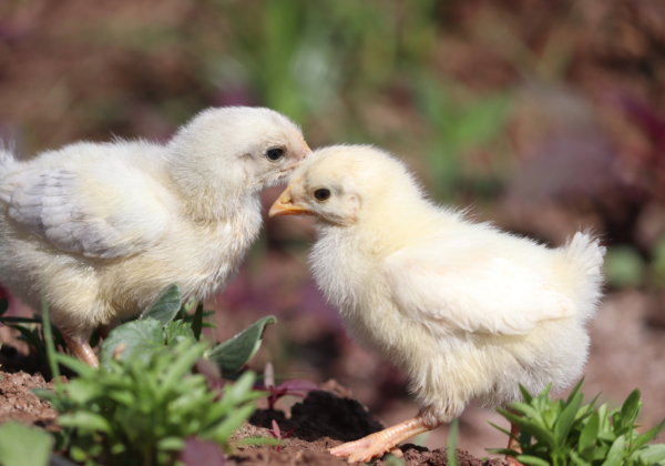 PETA इंडिया ने जलगाँव में 150 मुर्गियों को जिंदा दफ़न होने से बचाया