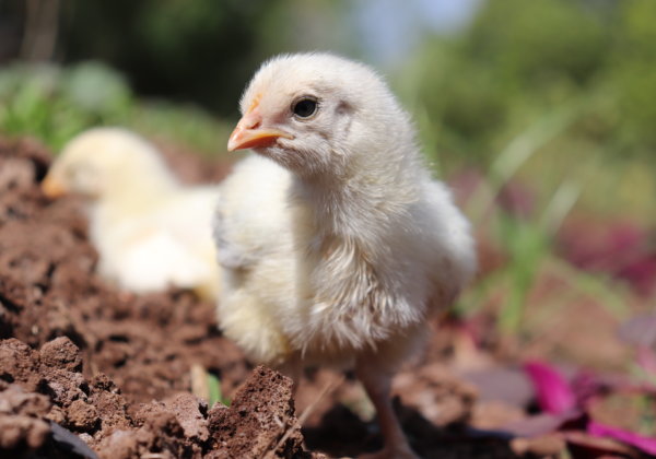 PETA इंडिया ने मध्य प्रदेश सरकार को राज्य में चूज़ों की क्रूर एवं गैरकानूनी हत्याओं के खिलाफ कार्यवाही हेतु राजी किया