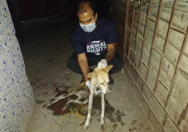 PETA इंडिया चाहता है कि, सामुदायिक पशुओं को खाना खिलाना, जानवरों को बचाना और मोबाइल पशुचिकित्सा सेवाओं को ‘अनिवार्य सेवाओं’ में शामिल किया जाए