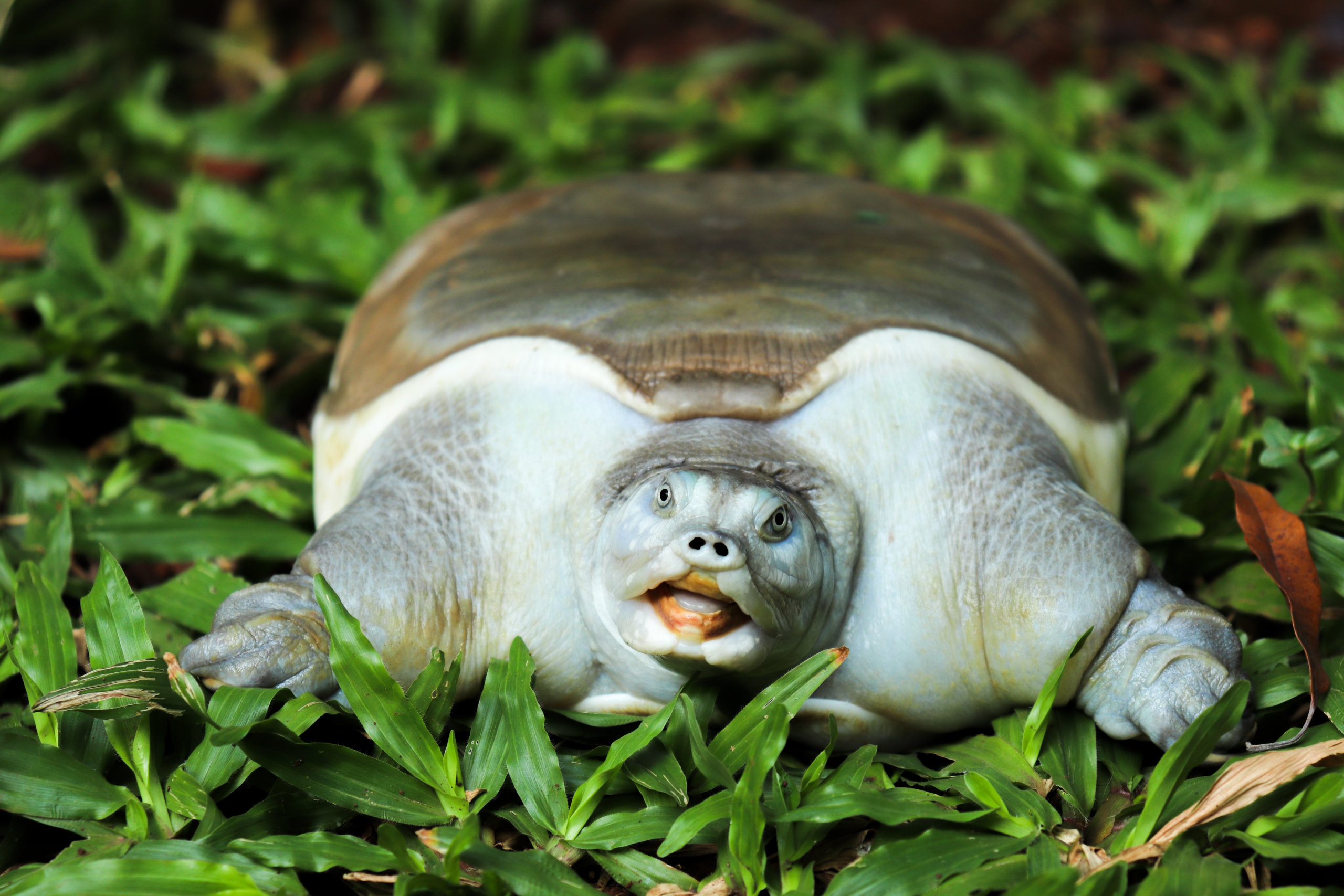 Softshell turtle