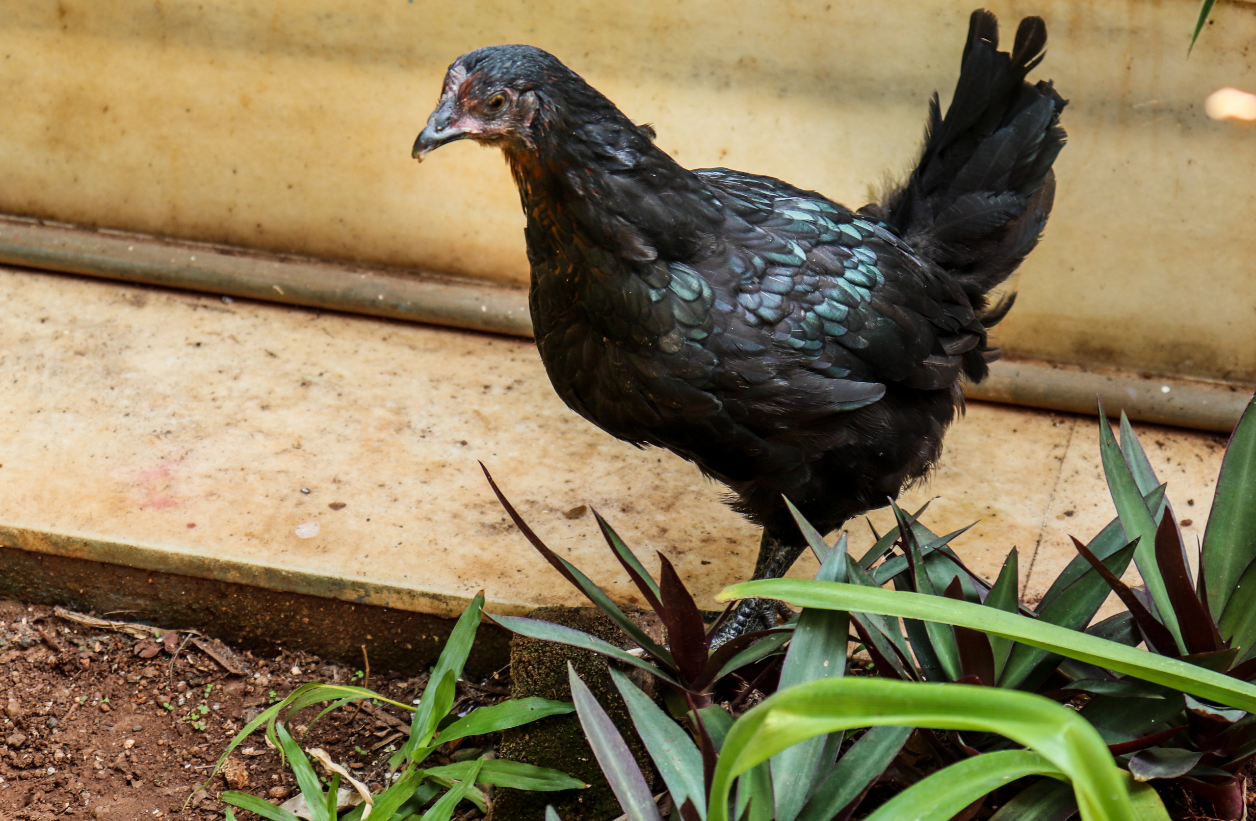 Hen rescued by Neha Bhasin