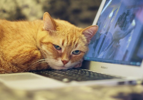 Self-Quarantined? Here’s How to Keep Your Dog or Cat Happy