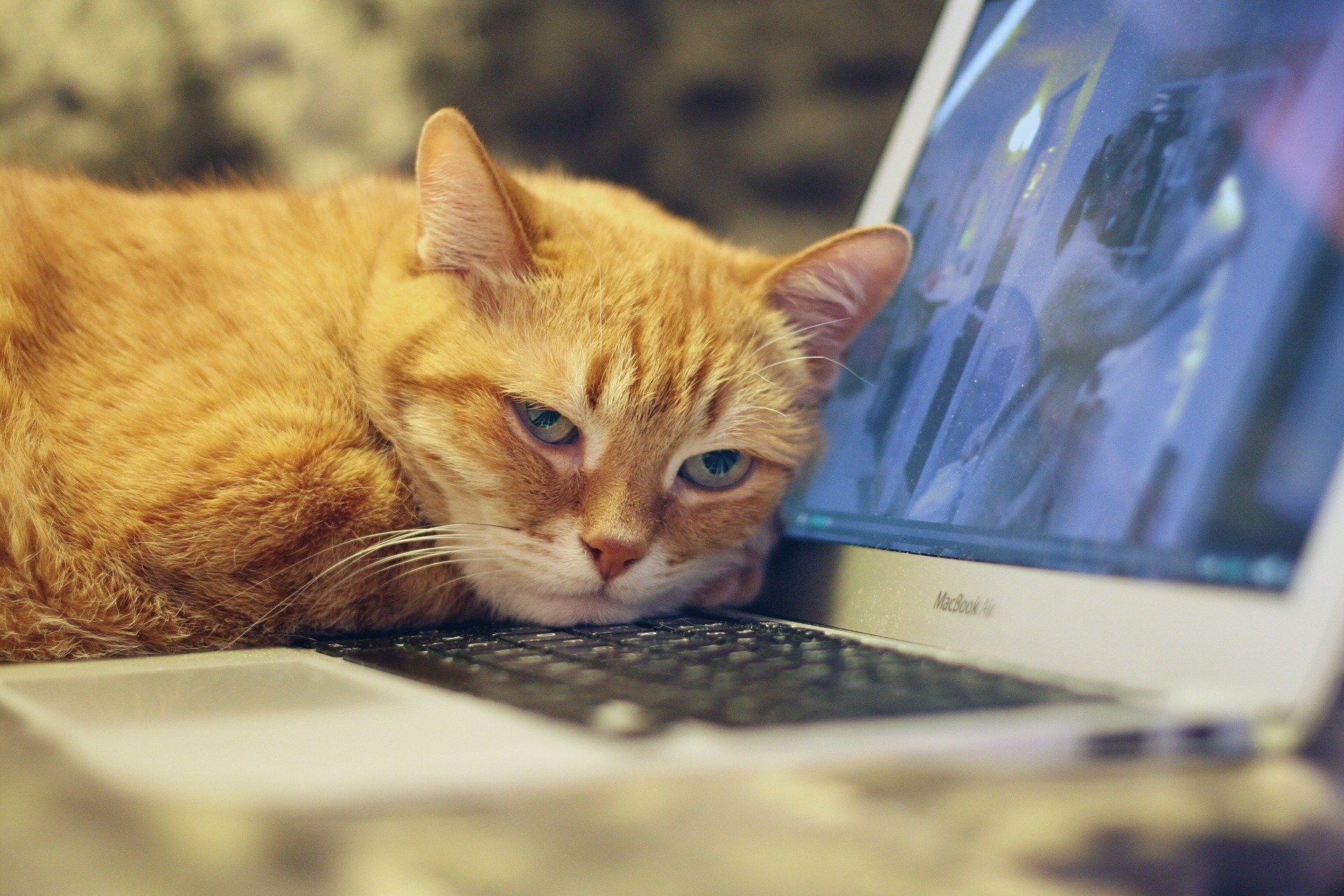 cat and laptop photo for the blog about keeping animals happy during lockdown
