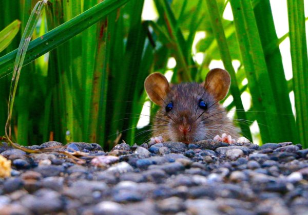 Breakthrough! PETA Science Group Funds 3-D Lung Model, Saves Animals